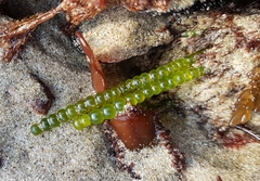 Chaetomorpha coliformis