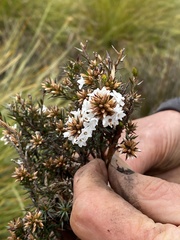 Epacris lanuginosa