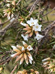 Epacris lanuginosa