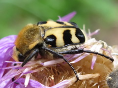 Trichius orientalis