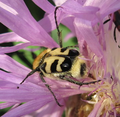 Trichius orientalis
