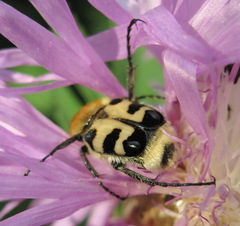Trichius orientalis