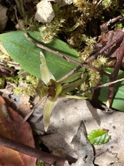 Chiloglottis triceratops