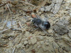 Anthophora edwardsii