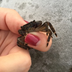 Pachygrapsus marmoratus