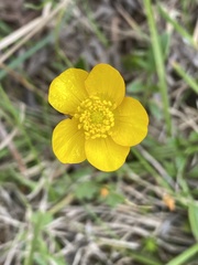 Ranunculus pascuinus