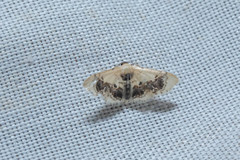 Idaea macrospila