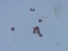 Physarum leucophaeum