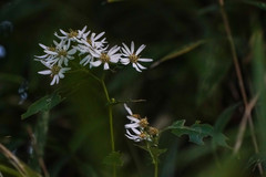 Aster scaber