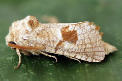 Paracossulus thrips