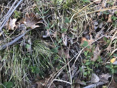 Lonicera sempervirens