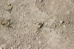 Spanagonicus albofasciatus