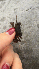 Pachygrapsus marmoratus