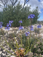 Lobelia valida