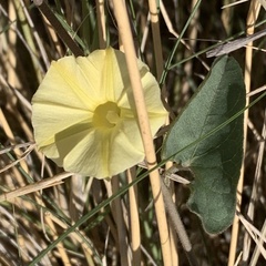 Ipomoea obscura obscura