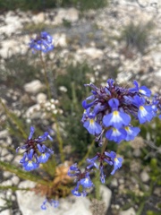 Lobelia valida