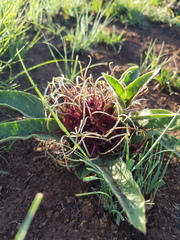 Brachystelma barberae