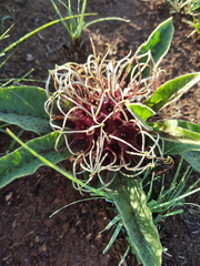 Brachystelma barberae