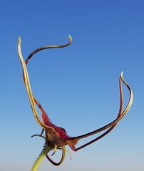 Brachystelma barberae