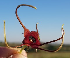 Brachystelma barberae