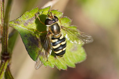 Eupeodes bucculatus