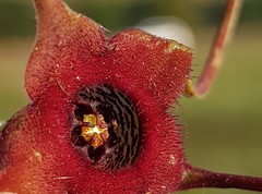 Brachystelma barberae