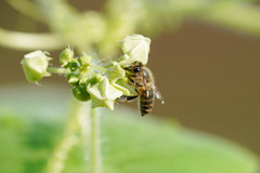 Apis cerana japonica