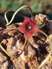 Brachystelma barberae