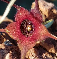 Brachystelma barberae