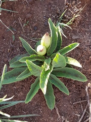 Brachystelma barberae