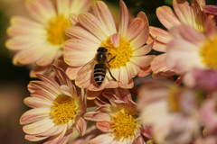 Apis cerana japonica