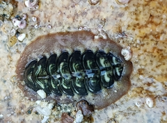Onithochiton neglectus