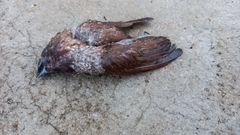 Lonchura punctulata topela