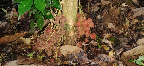 Baccaurea courtallensis (Baccaurea courtallensis)