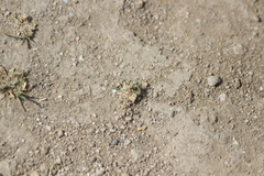 Spanagonicus albofasciatus