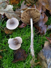 Cortinarius hemitrichus