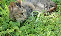 Philothamnus punctatus