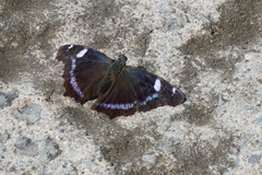 Kaniska canace nojaponicum