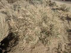 Atriplex canescens