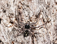 Tharpyna campestrata