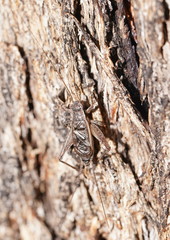 Eurepa marginipennis