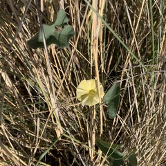 Ipomoea obscura obscura