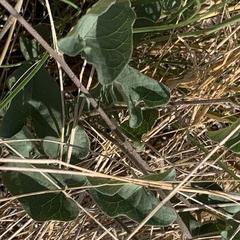 Ipomoea obscura obscura