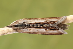 Cucullia asteris