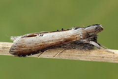 Cucullia asteris