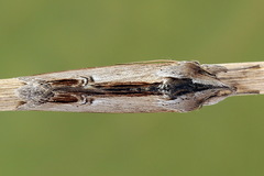 Cucullia asteris