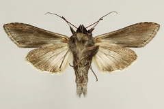 Cucullia asteris