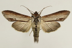 Cucullia asteris