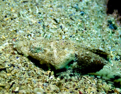 Thysanophrys cirronasus