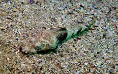 Thysanophrys cirronasus